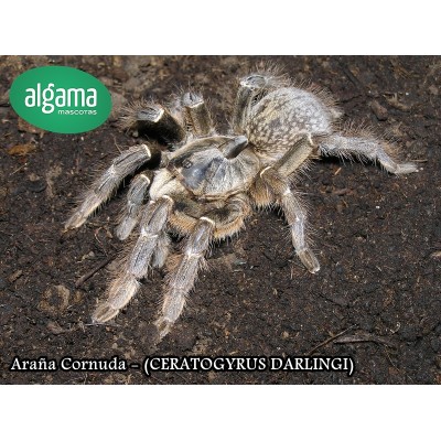 Araña Cornuda